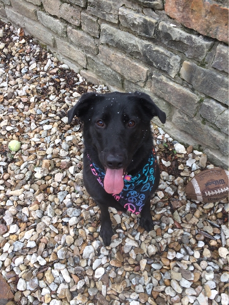 Original photo of a black dog with bandana